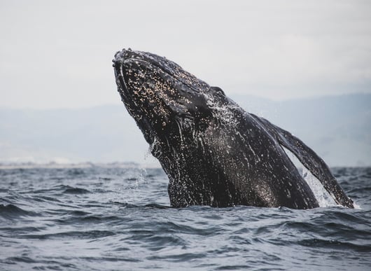 A Discussion on NMFS’s Regulatory Authority: Whales, Speed Limits, and Legal Questions