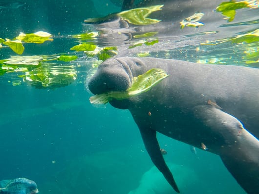 Click to play: Commandeering for Conservation?