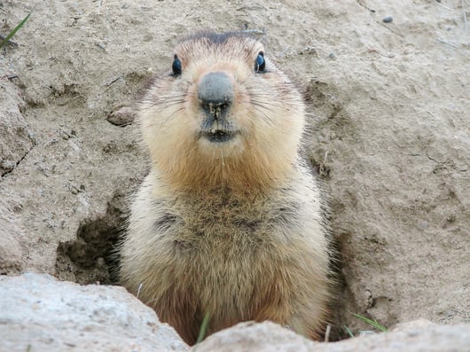 Groundhog Day at the Supreme Court: SEC v. Cochran