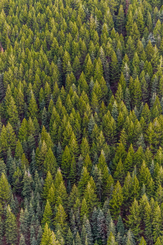 Click to play: Environmental Enforcement: Policies, Priorities, and the Rule of Law