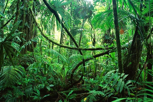 The Regulatory Thicket Hurts the Most Vulnerable