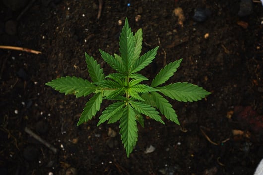 Right to Work Foundation Asks NLRB to Enforce Cannabis Industry Workers’ Rights against State Schemes to Force Them into Union Ranks