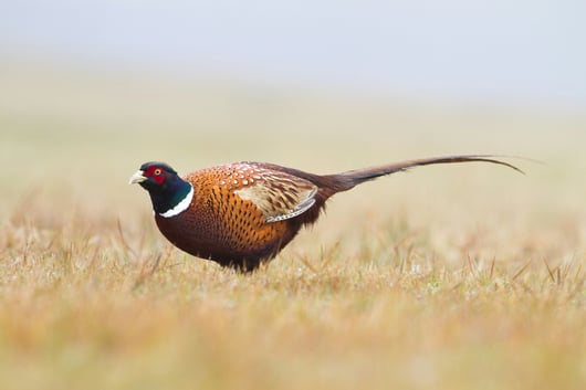 United States v. Pheasant: Oral Argument Held In Important Nondelegation Challenge