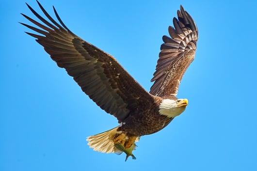 Litigation Update: Department of Interior Considers Rulemaking on the Right to Use Eagle Feathers in Religious Exercise