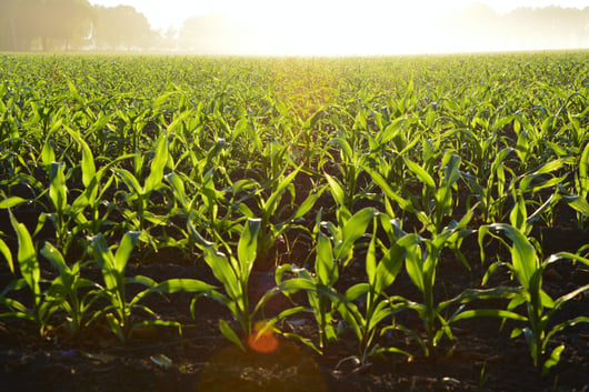 Click to play: Analyzing the EPA’s Proposed Renewable Fuel Standard Rule