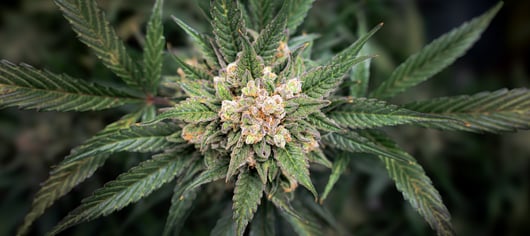 Click to play: The Law, Policy, and Politics of Rescheduling Cannabis