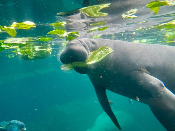 Commandeering for Conservation?