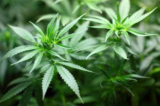Marijuana & the States
