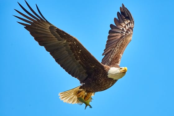 Litigation Update: Department of Interior Considers Rulemaking on the Right to Use Eagle Feathers in Religious Exercise